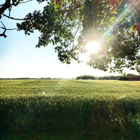 Feld mit Sonnenstrahlen